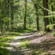 trail through a forest